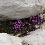Ospitalita Diffusa Borgate Tra Le Malghe *
